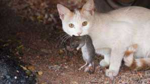 Ako sa zbaviť krytín